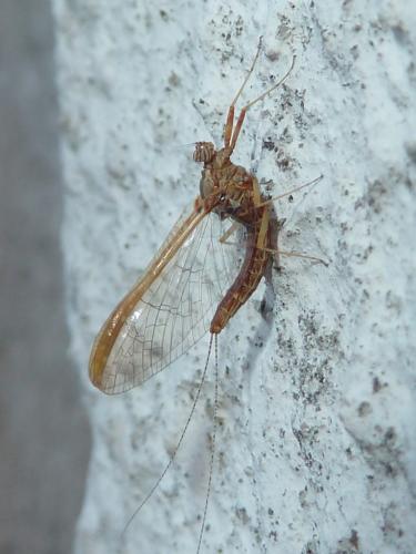 Réf. 229 233 : Cloeon dipterum